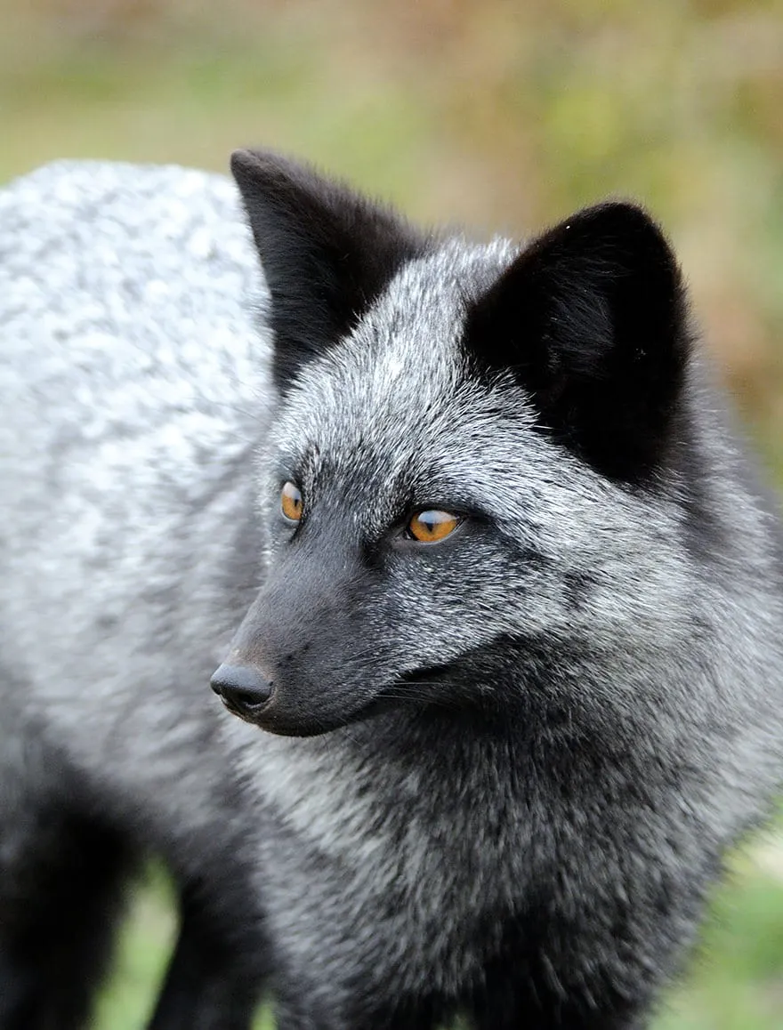 La_Beauté_Des_Renards_Noirs-01
