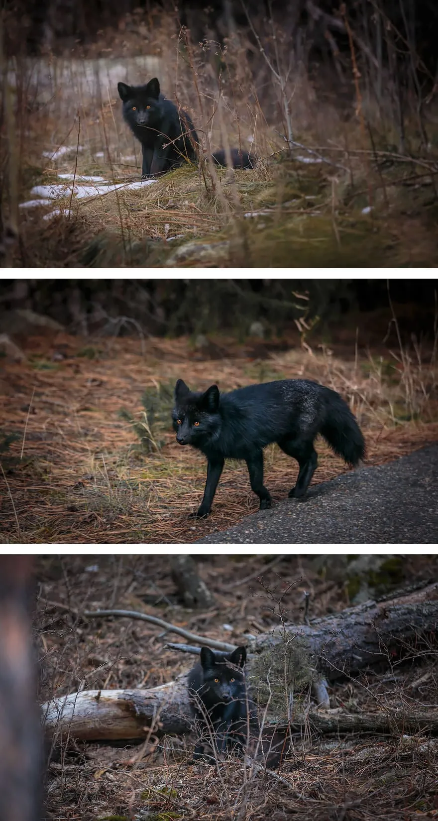 La_Beauté_Des_Renards_Noirs-02