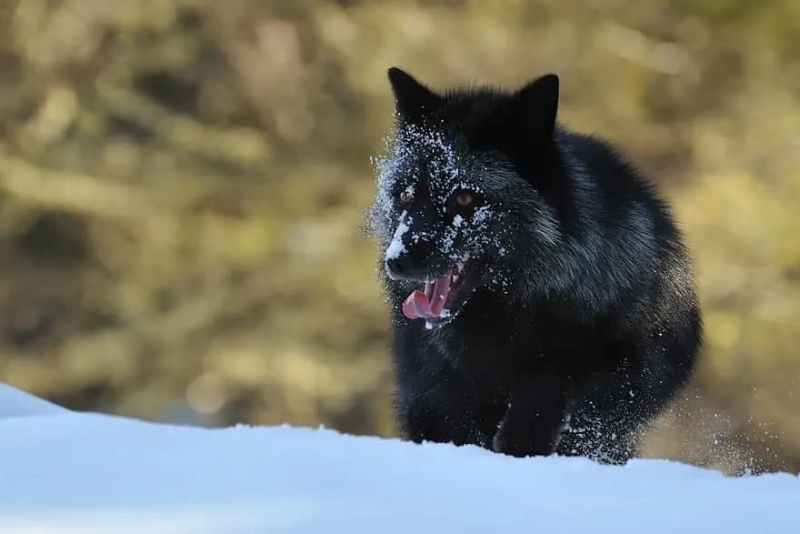 La_Beauté_Des_Renards_Noirs-03