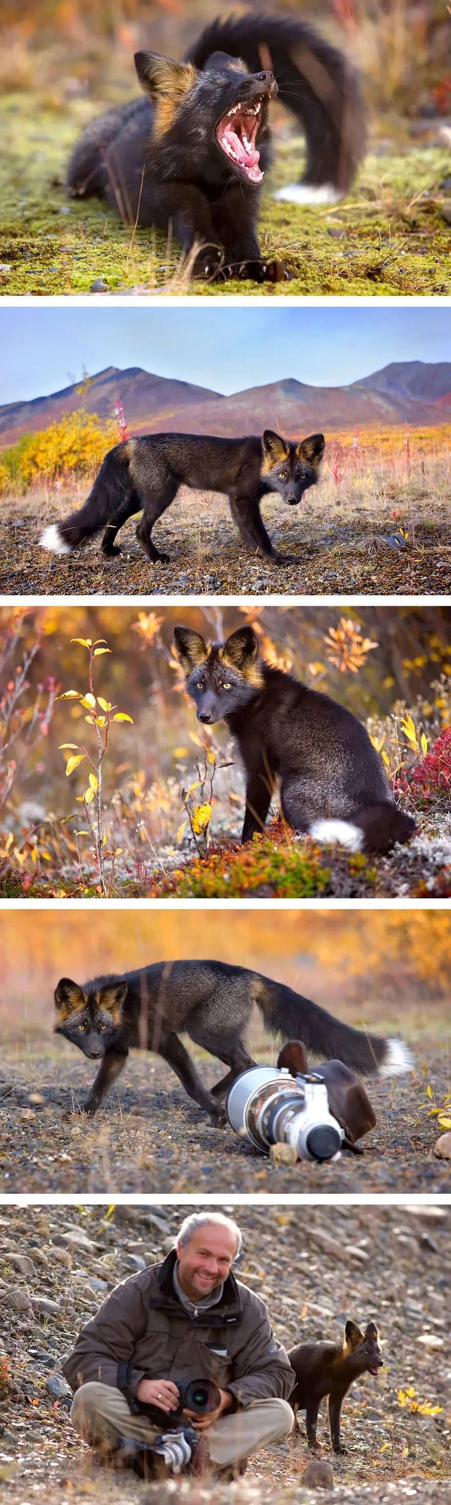 La_Beauté_Des_Renards_Noirs-05