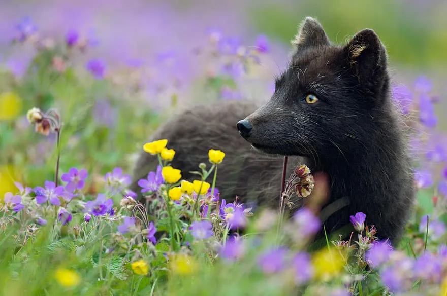 La_Beauté_Des_Renards_Noirs-06