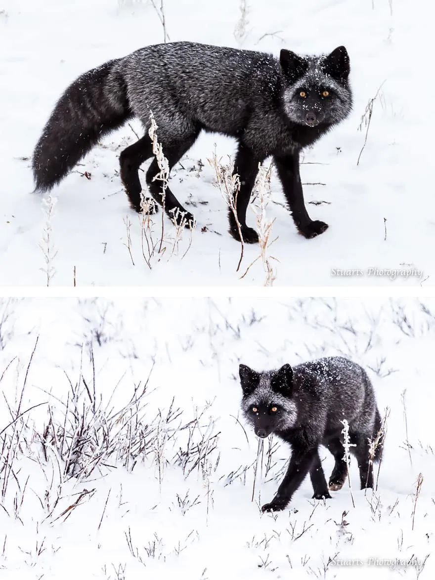 La_Beauté_Des_Renards_Noirs-07