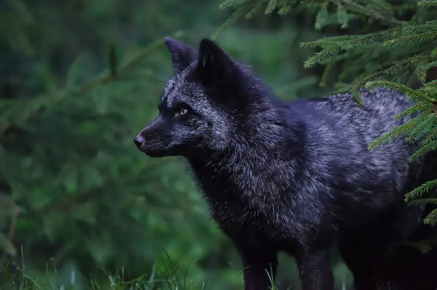 La_Beauté_Des_Renards_Noirs-09