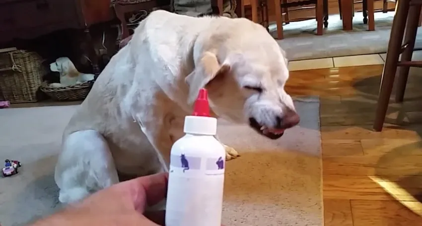 La réaction de ce chien lorsque son maître approche avec son traitement est vraiment impayable ! C’est irrésistible !