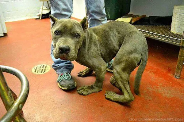 Après avoir passé deux années entières dans une petite cage, Landis le pitbull a enfin une nouvelle chance d’être heureux.