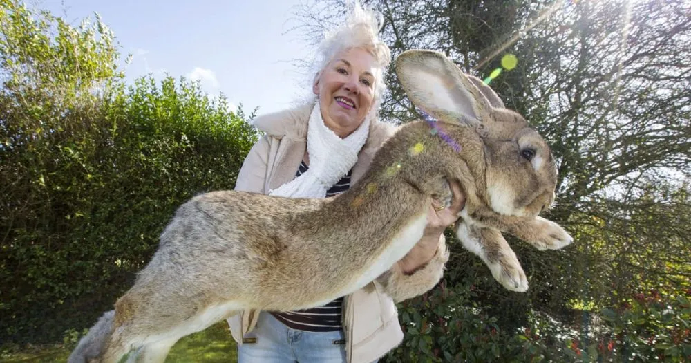 Darius est le lapin le plus gros au monde, mais son fils pourrait bien battre son record.