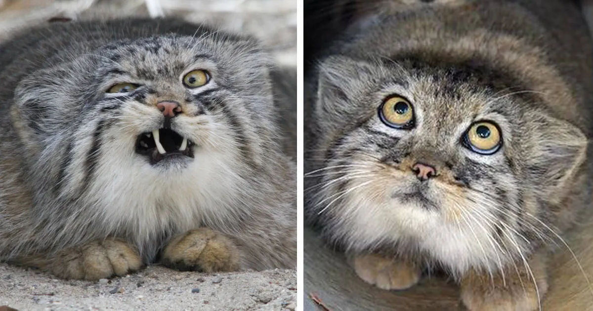 26 Photos qui prouvent que le chat de Pallas est le chat le plus expressif au monde.