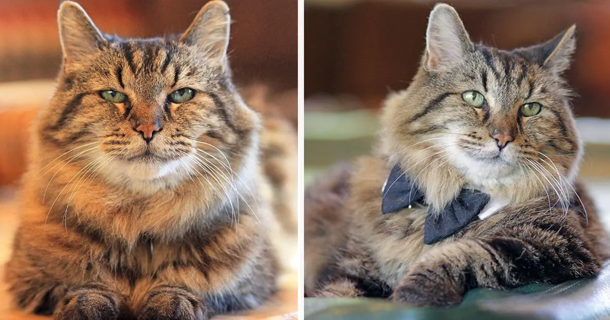 Découvrez le chat le plus vieux du monde, âgé de 26 ans, et adopté d’un refuge.