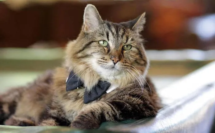 Découvrez_le_chat_le_plus-01