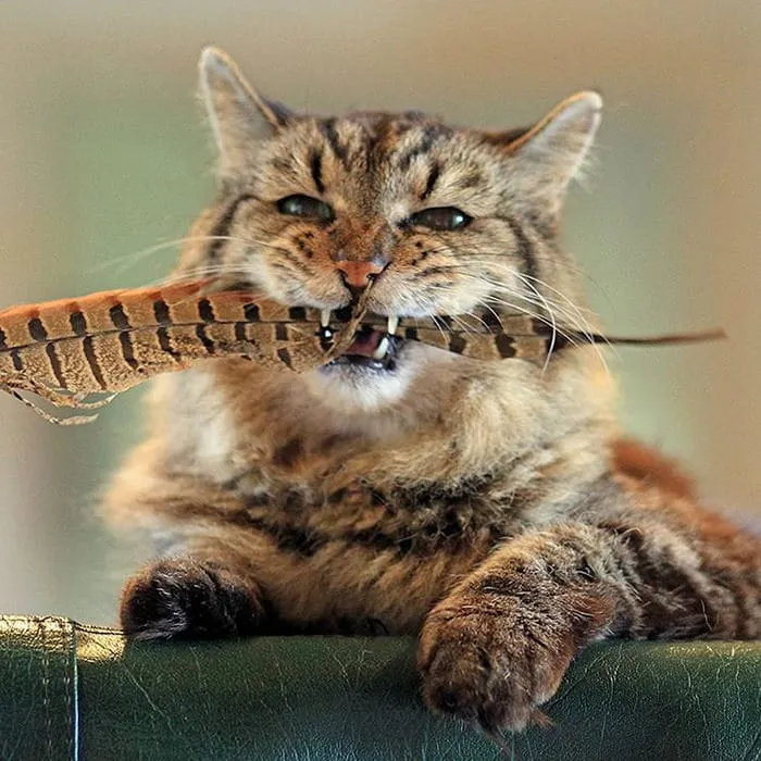 Découvrez_le_chat_le_plus-13
