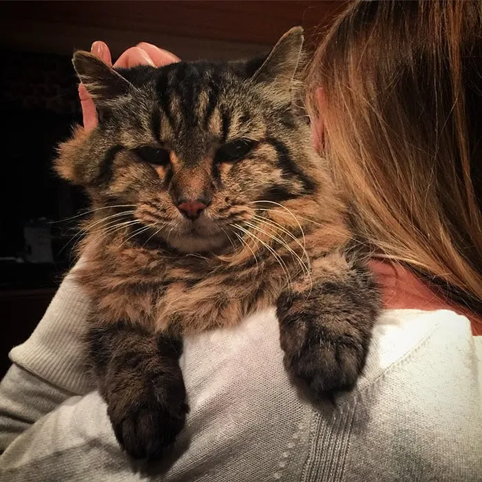 Découvrez_le_chat_le_plus-04