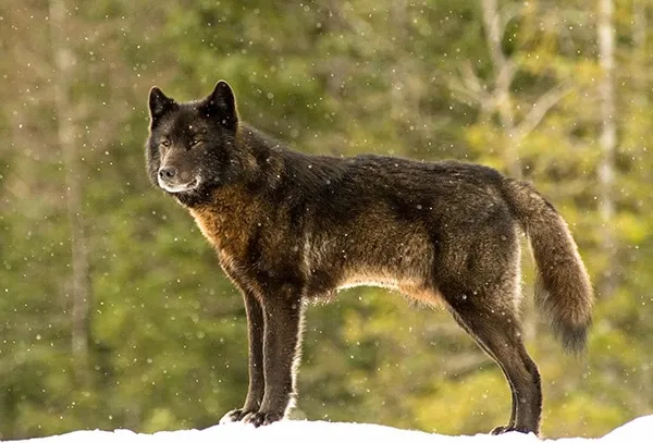 Le loup le chien 01