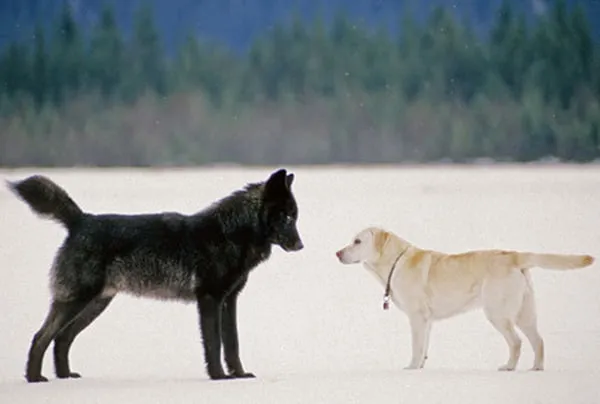 Le loup le chien 02