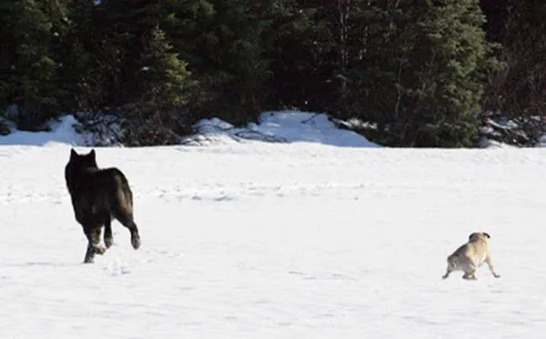 Le loup le chien 03