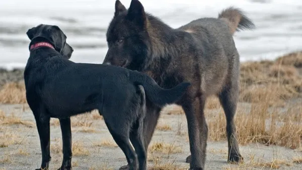 Le loup le chien 04