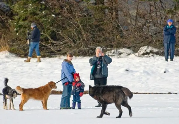 Le loup le chien 05