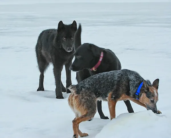 Le loup le chien 06
