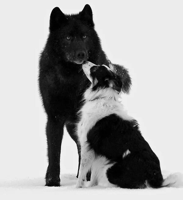 Le loup le chien 07
