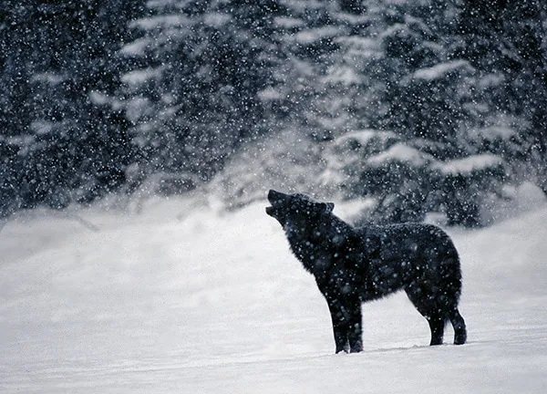 Le loup le chien 08