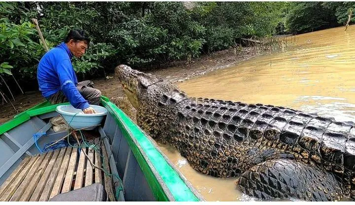 Le pêcheur noue un lien émouvant avec un crocodile de 4 mètres