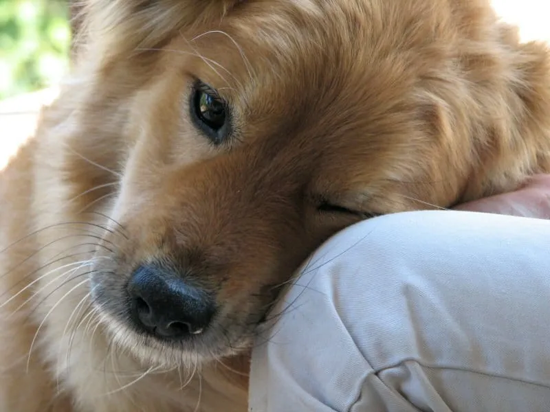 Le plus beau poème sur les chiens que vous lirez