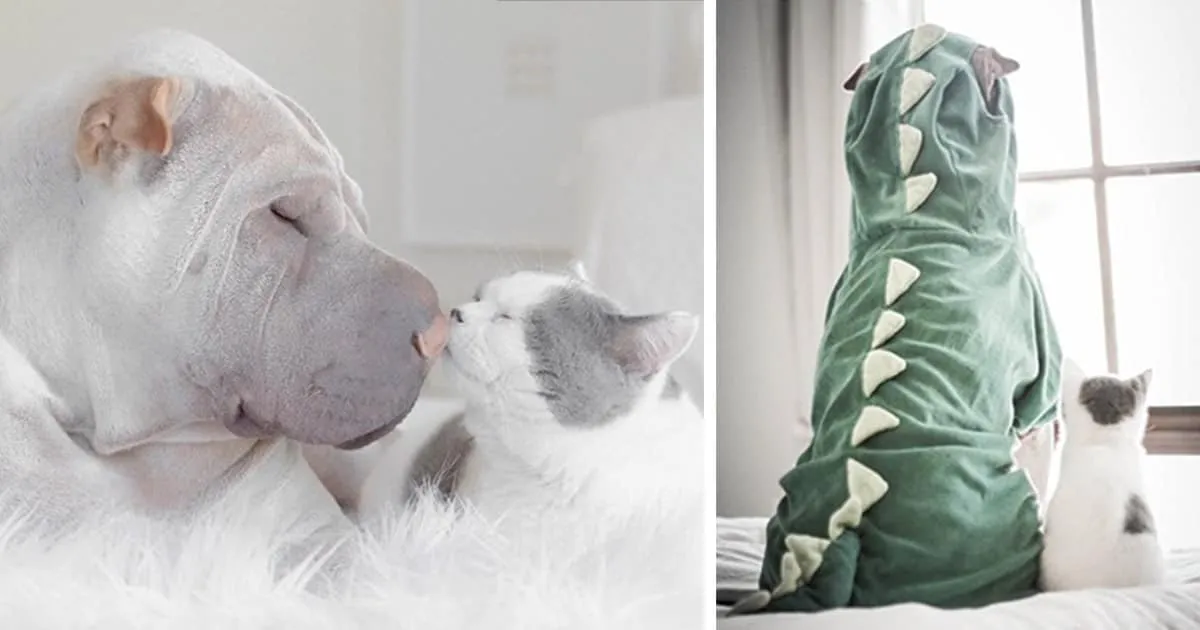 Le sharpei le plus photogénique du monde vous présente son meilleur ami félin.