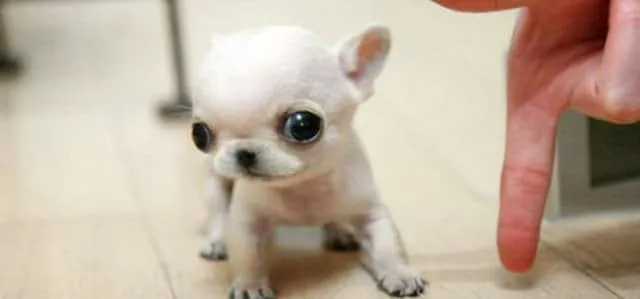 Le Top des petits Chiots les plus adorables