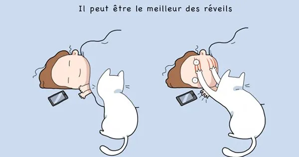 Les 10 Avantages d’Avoir Un Chat !