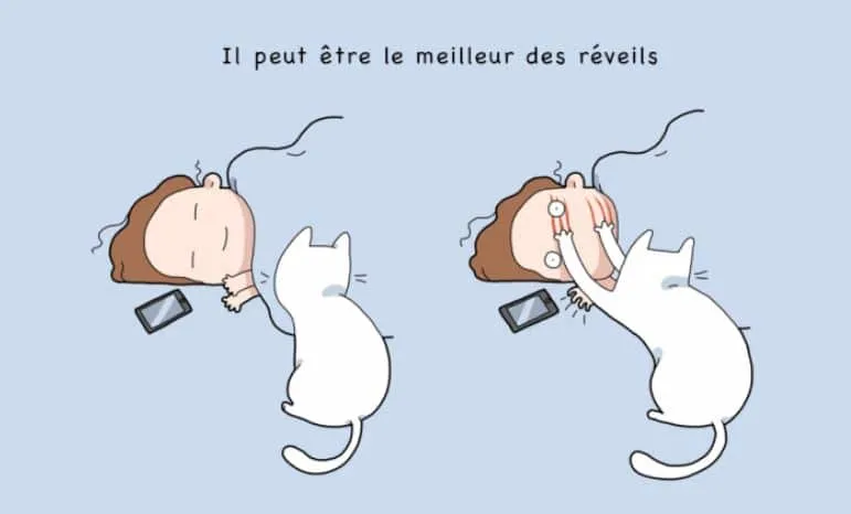 10 avantages davoir un chat 01