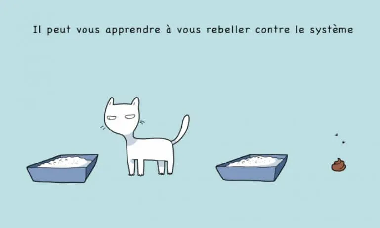10 avantages davoir un chat 03