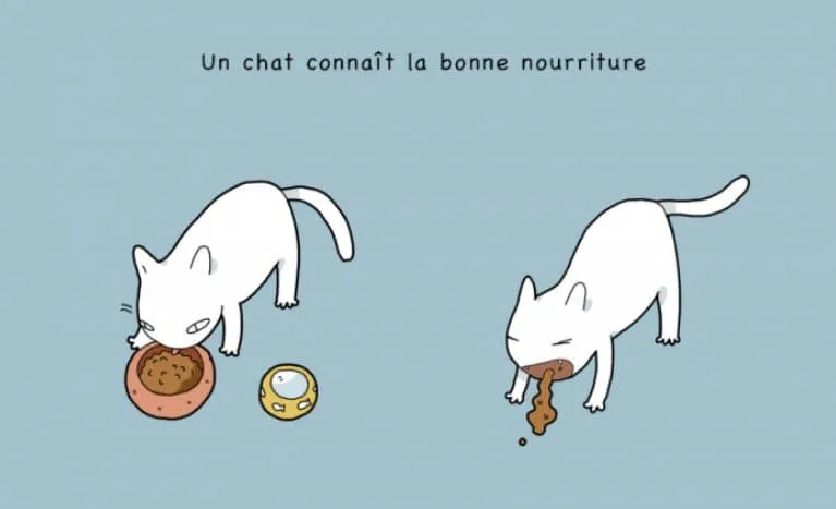 10 avantages davoir un chat 06