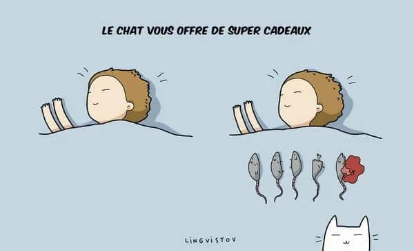 10 avantages davoir un chat 09