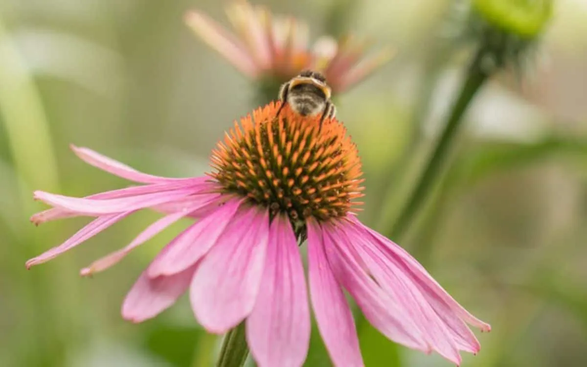 Les 11 antibiotiques naturels les 05