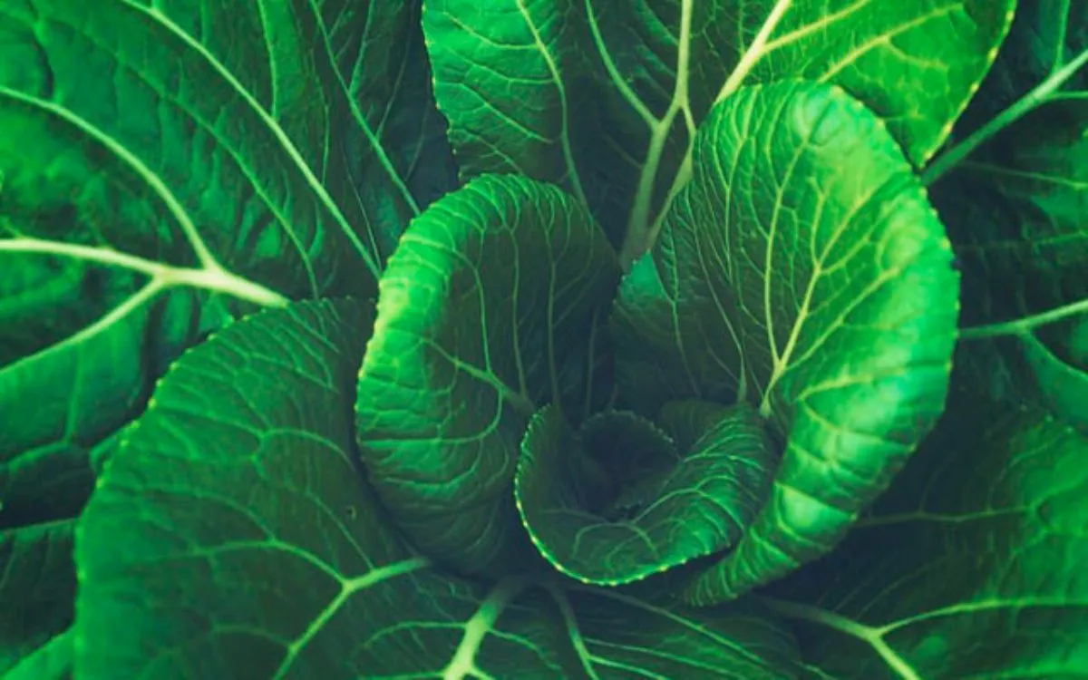 Les 11 antibiotiques naturels les 09