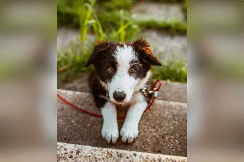 Les 30 races de chiens les plus mignonnes