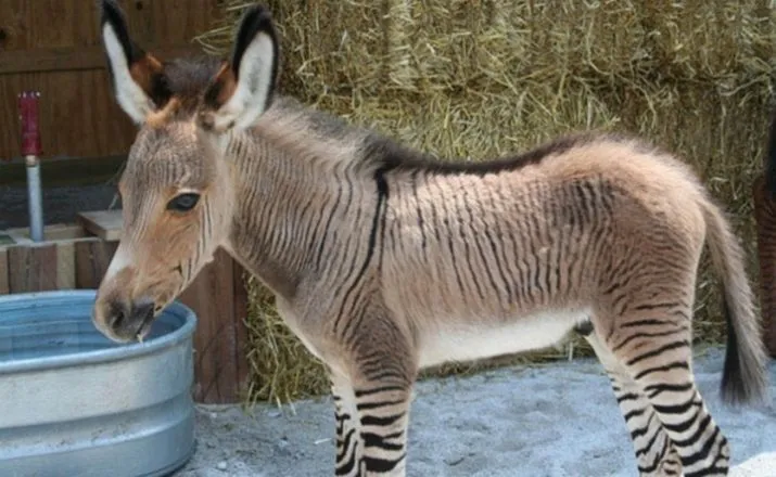 Les animaux hybrides les plus extraordinaires !