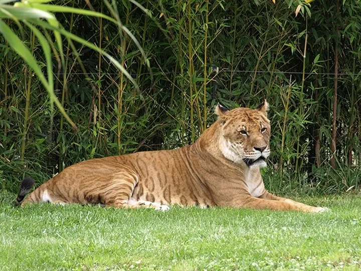 Les animaux hybrides les plus 10