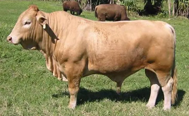 Les animaux hybrides les plus 11