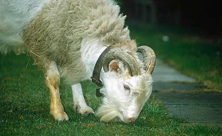 Les animaux hybrides les plus 12