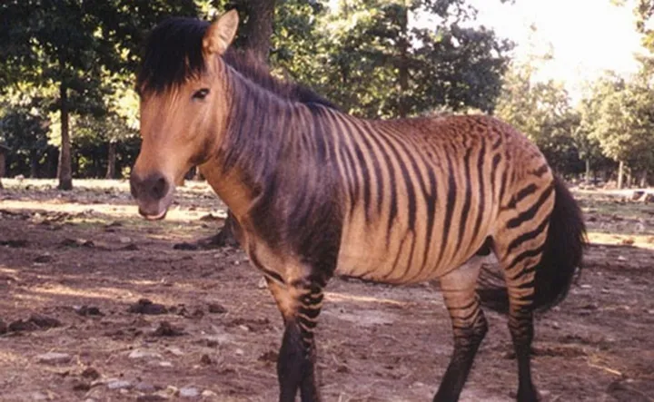 Les animaux hybrides les plus 13
