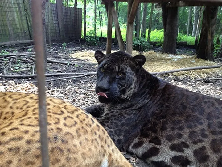 Les animaux hybrides les plus 14