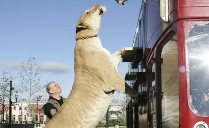 Les animaux hybrides les plus 15