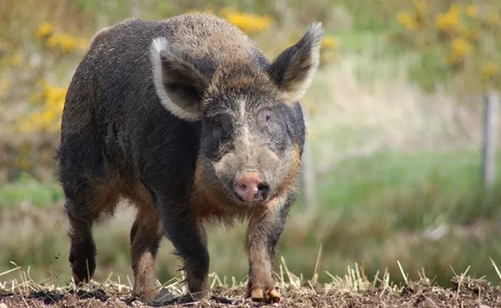 Les animaux hybrides les plus 16