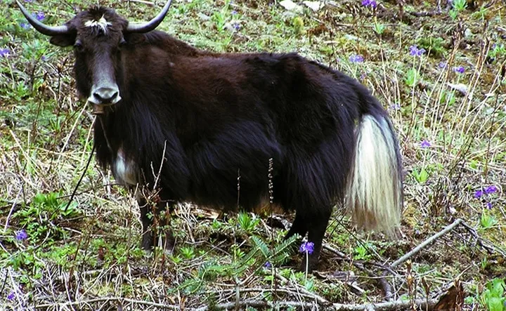 Les animaux hybrides les plus 17