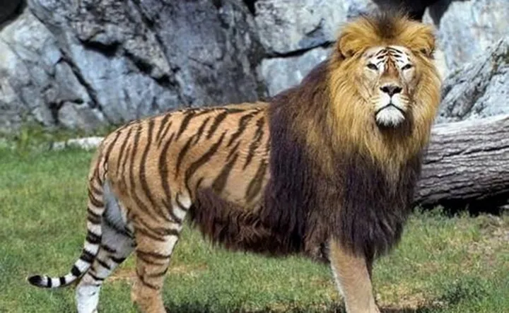 Les animaux hybrides les plus 18