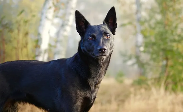 Les animaux hybrides les plus 19