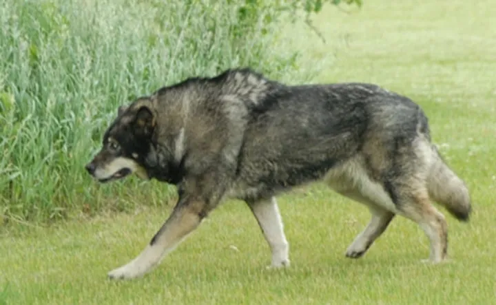 Les animaux hybrides les plus 02