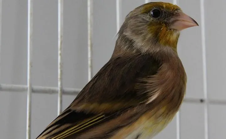 Les animaux hybrides les plus 20