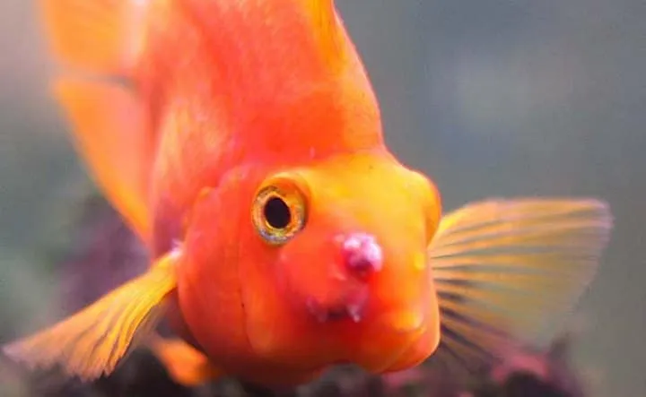 Les animaux hybrides les plus 21