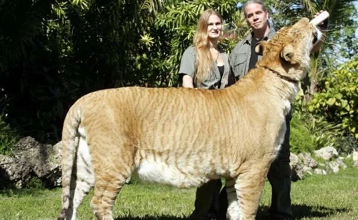 Les animaux hybrides les plus 22